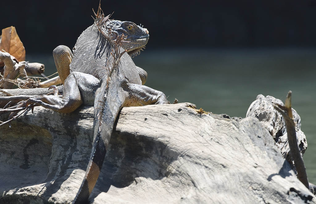 A Bernard photograph of an iguana living on the Pacific Coast of Costa Rica. 