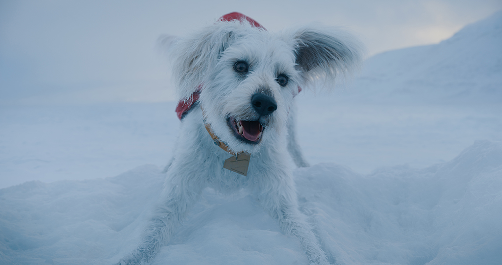 Time was spent getting the color correct for the white fur of Krypto, especially in a snowy environment of the Arctic.